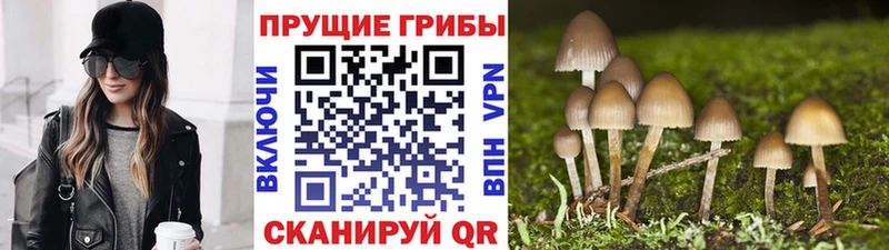 Купить закладки  Свободный  Псилоцибиновые грибы Psilocybine cubensis 